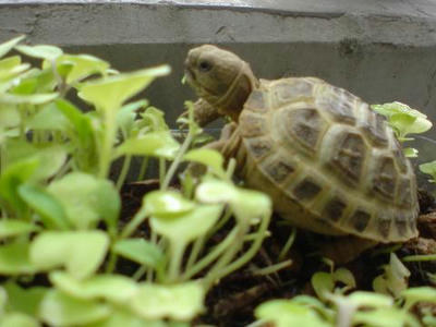 サドラ