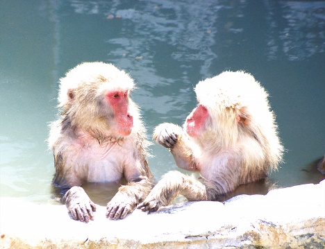 サルの温泉2