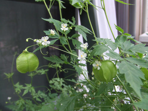 DSCF0520.JPG