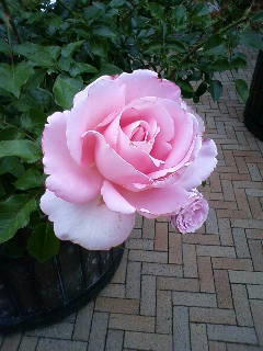 090610_100053.JPG