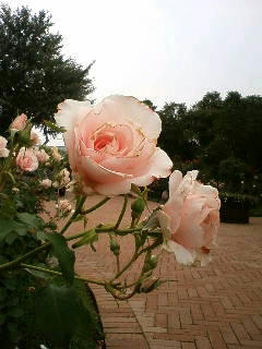 090610_100401.JPG