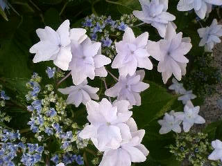 090610_101727.JPG