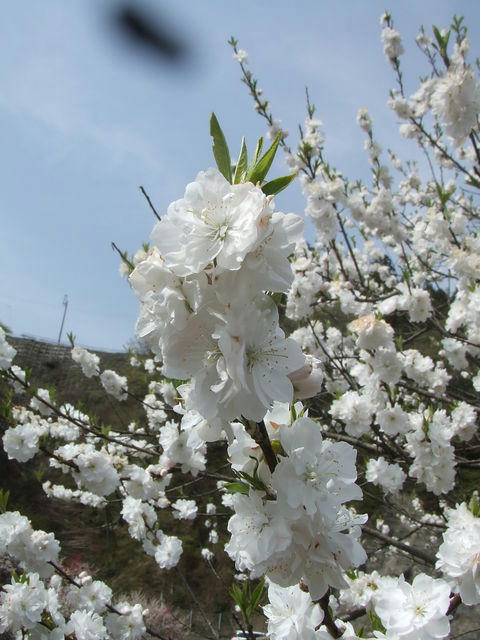 48670000_1008283116.jpg