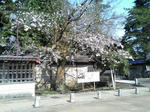 城端桜