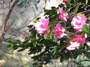 IMGP0268.jpg