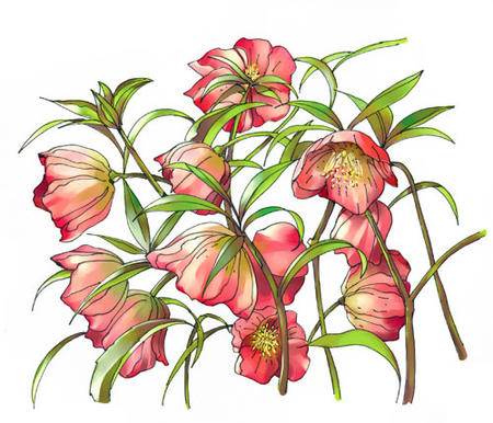 クリスマスローズ