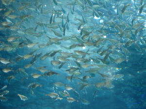 IMG_0740_1.JPG