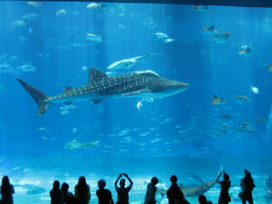 IMG_0762_1.JPG