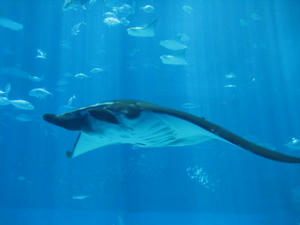 IMG_0766_1.JPG