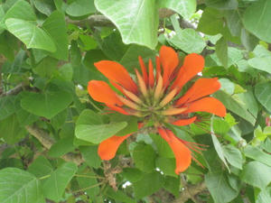 IMG_0842_1.JPG