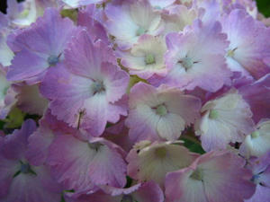 IMG_1667_1.JPG