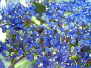IMG_1681_1.JPG