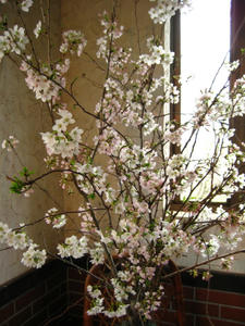 IMG_2557_1.JPG