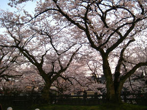 IMG_3279_1.JPG