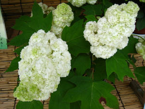IMG_3588_1.JPG