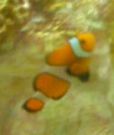 090506_nimo.jpg