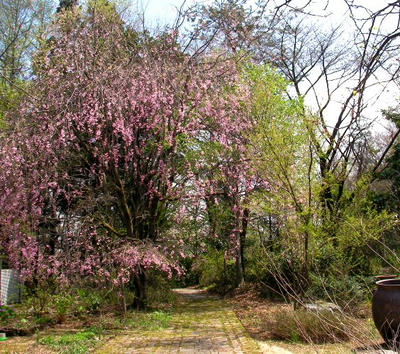 枝垂桜七分咲き