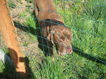 20080420dog1.JPG