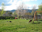 20080420dog2.JPG