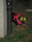 IMG_1587hal.JPG