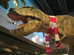 IMG_2305nos.JPG
