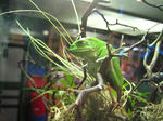 IMG_2339bos.JPG