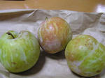 vege05.jpg