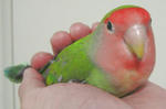 pet06082901.jpg