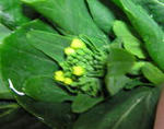 07040203.jpg