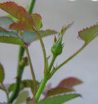 08072602.jpg