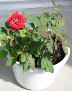 08080601.jpg