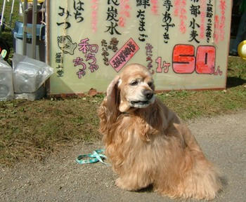 10月9日小岩井めぐみフェア（たい焼き）①