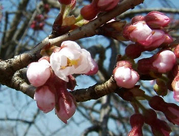 4月18日咲いた♪②