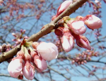 4月18日咲いた♪③