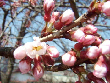 4月18日咲いた♪④