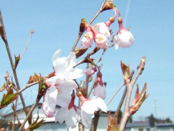 4月18日咲いた♪⑤