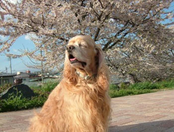 ４月２７日桜スカスカだね②