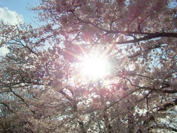 ４月２７日桜。。。
