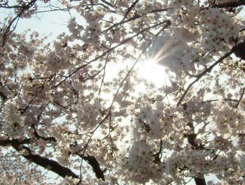 ４月２７日桜・・・