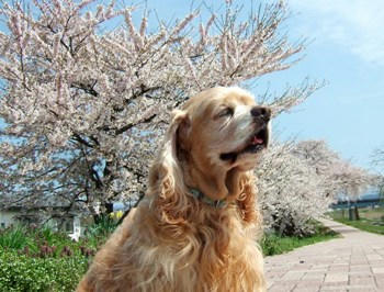 4月28日お花見散歩②