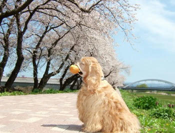 4月28日お花見散歩③