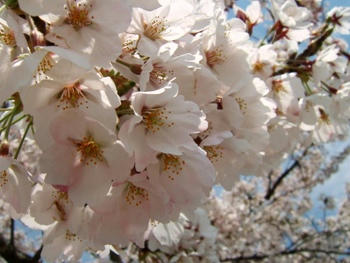 4月28日桜～♪