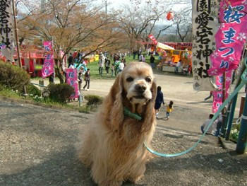 4月29日桜まつり♪①