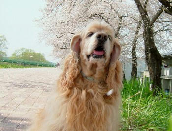 桜。。。1
