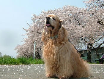桜。。。３