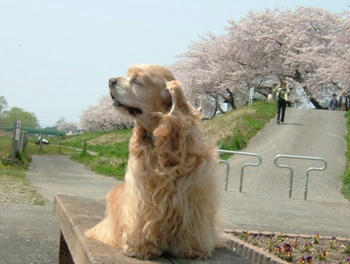 桜。。。５