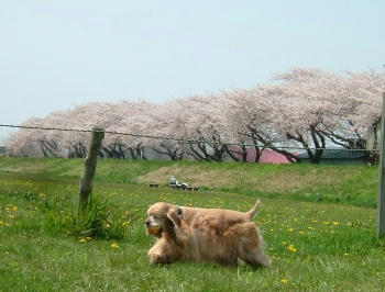 桜。。。７