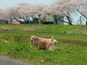 桜。。。８