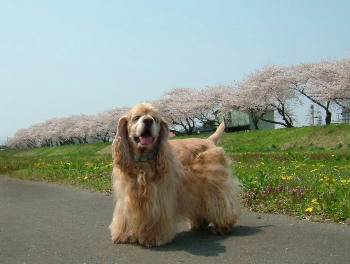 桜。。。９