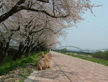 桜。。。１０